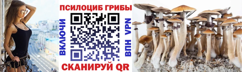 Псилоцибиновые грибы Cubensis Ступино